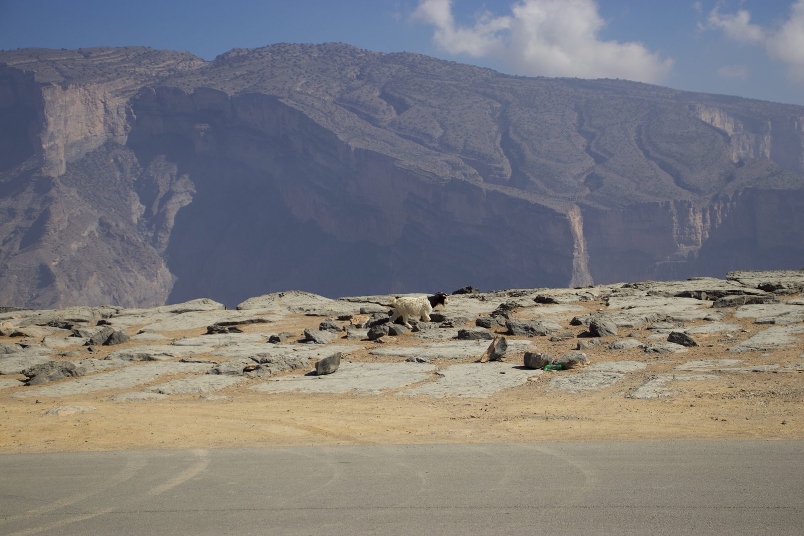 Capra al viewpoint di Jabal Shams