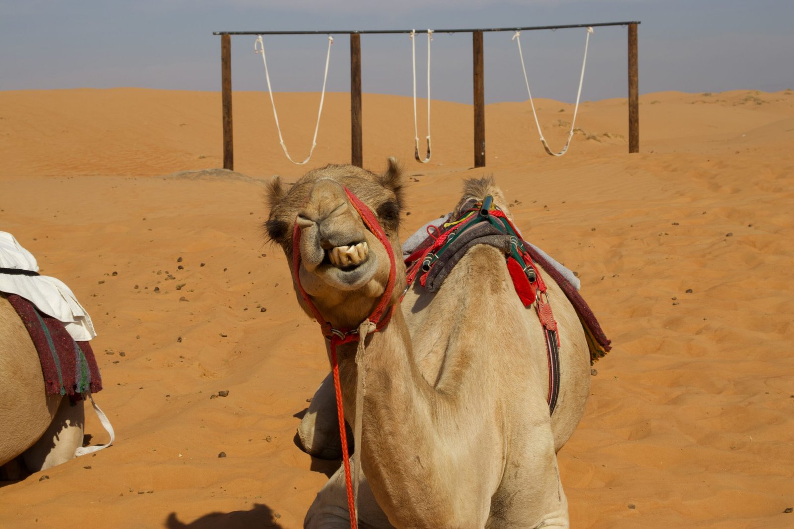 Cammello sellato nel deserto di Wahiba Sands