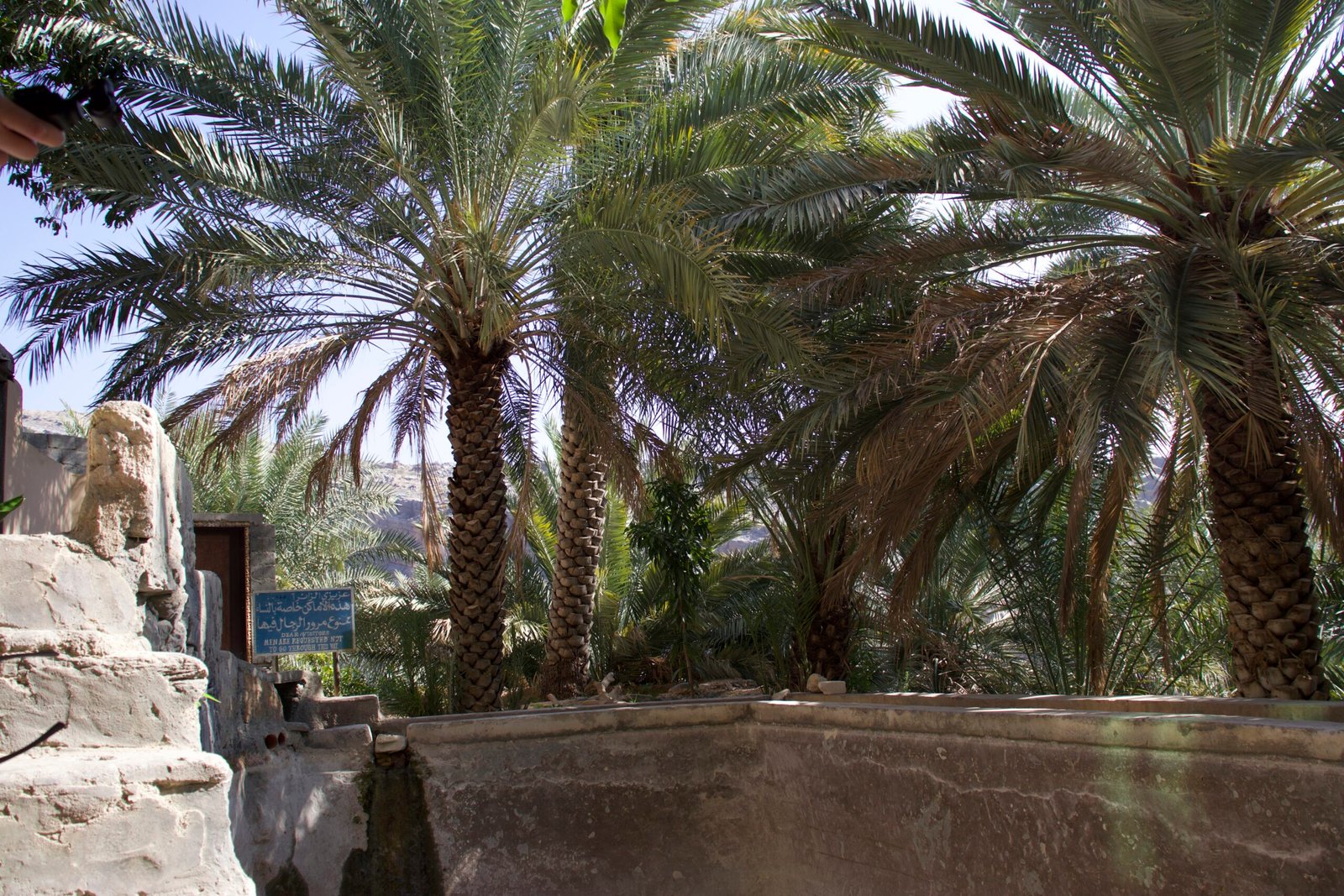 Palmeti di Misfat Al Abriyeen Passeggiata tra i palmeti di Misfat Al Abriyeen