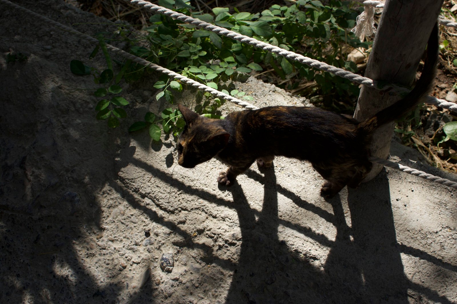Gattino a Misfat Al Abriyeen Gattino incontrato a Misfat Al Abriyeen
